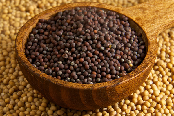 mustard-seed