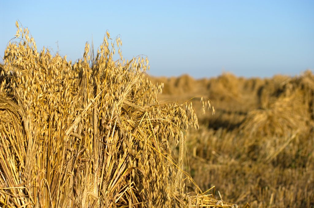 Feast of First Fruits Discovering The Jewish Jesus